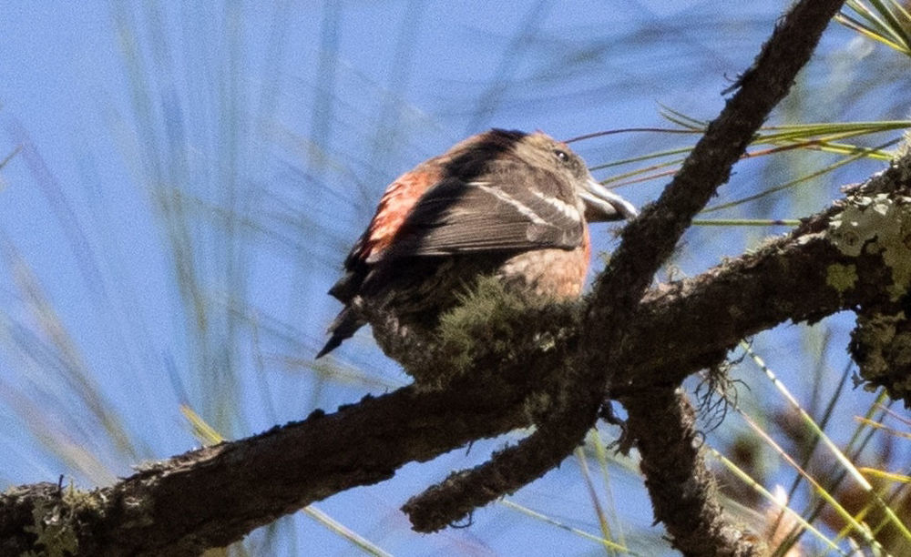 Hispaniolan Crossbill, Loxia megaplaga ©.Photo by David Ascanio